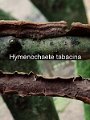Hydnoporia tabacina-amf2030